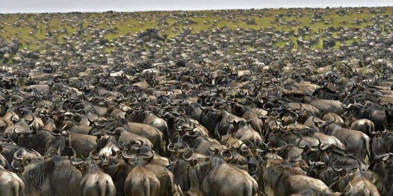3 days tanzania private mid-range safari 